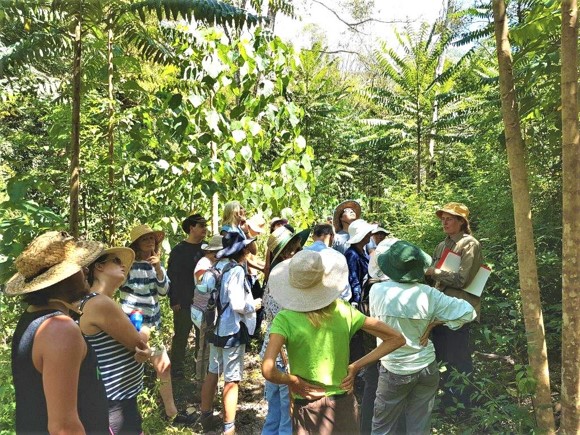Rainforest Resoration Uki