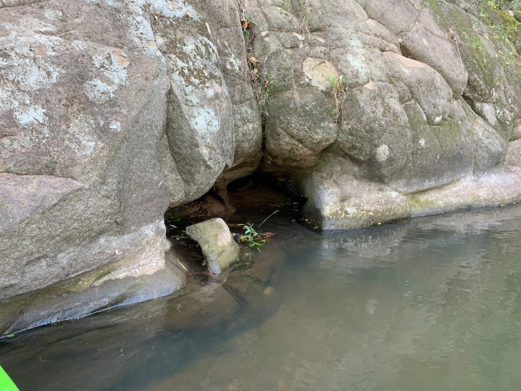 Platypus Habitat
