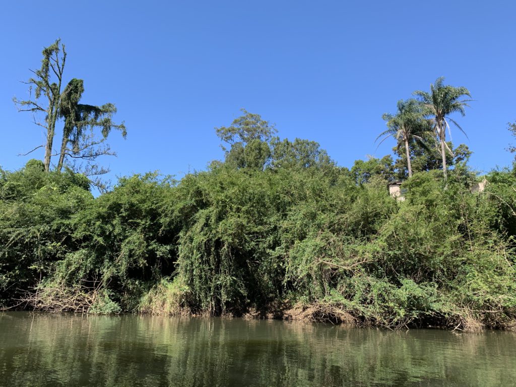 Weeds On The Oxley