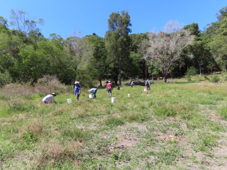 Copy Of Friends Of Cudgen Nature Reserve Planting 3