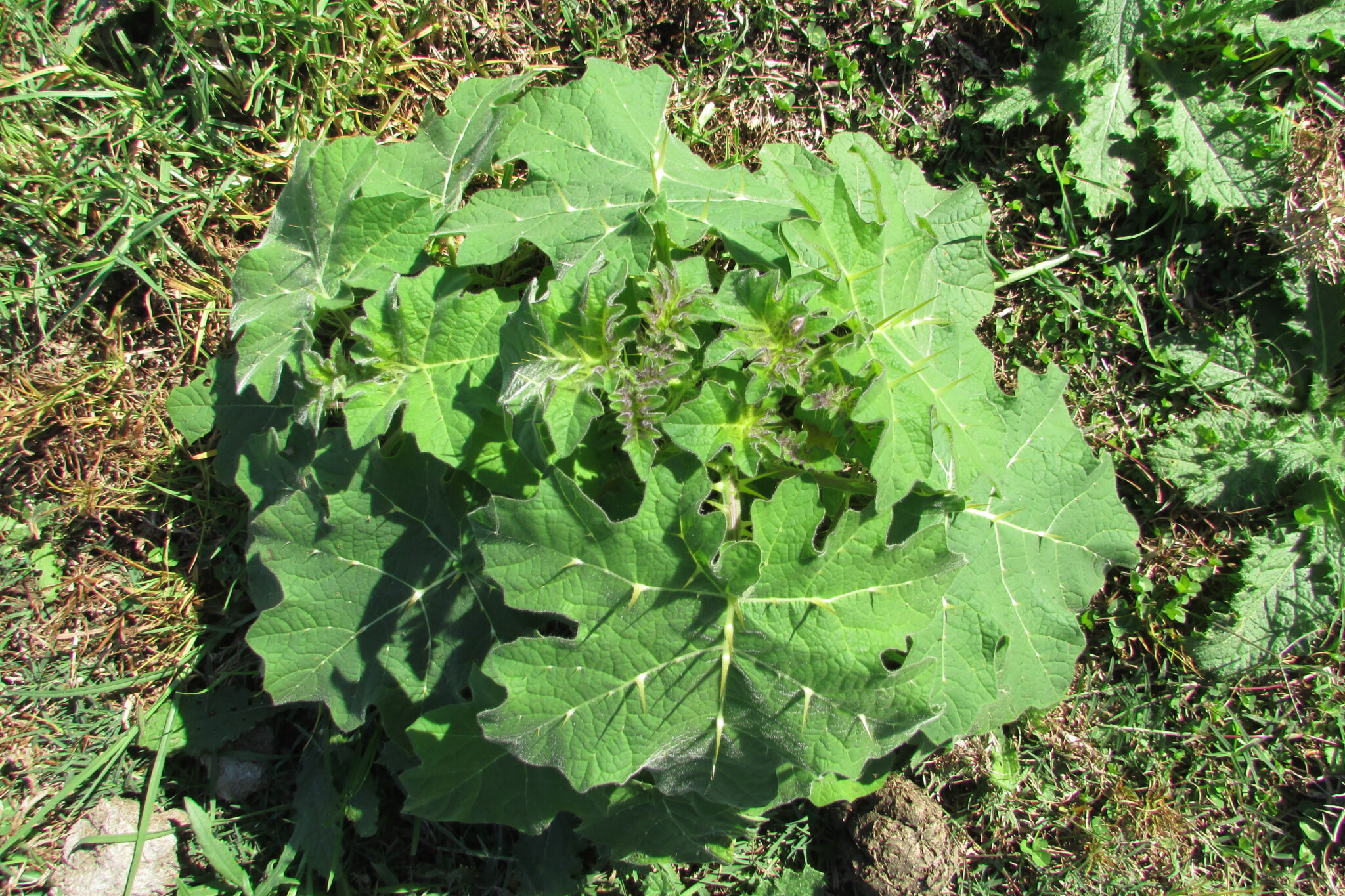 tropical soda apple rous (invasive species resources pg image 1