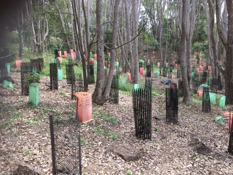 stroud homes tree planting at bilambil landcare photo by gary austin 800x600