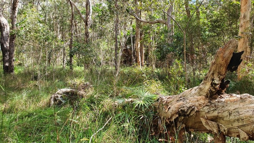 Filling The Biodiversity Gaps – Connecting the Tweed Coast to the Border Ranges