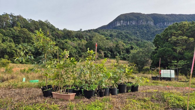 Bush Regeneration