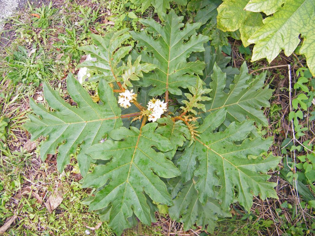 Invasive Species